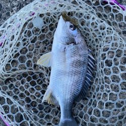 今日もチニング！