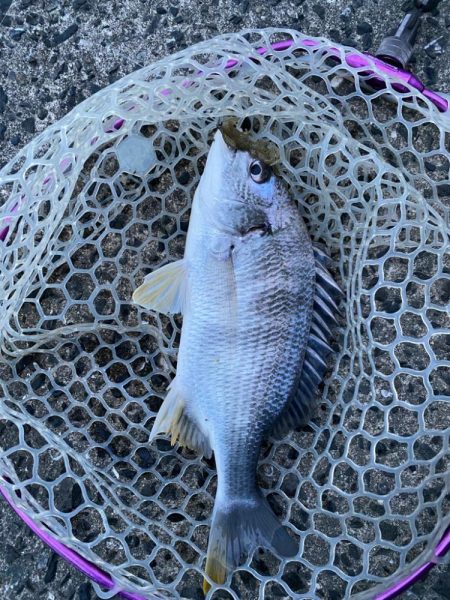 今日もチニング！