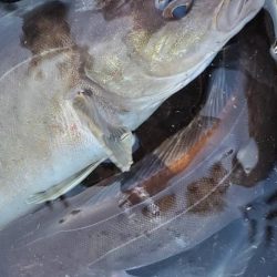 ホッケｯケのケー