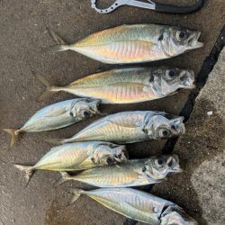 デカアジ釣れました