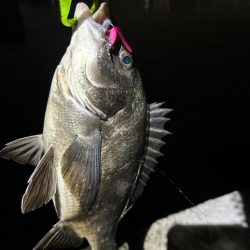 バチ抜け調査便 in 岸和田一文字