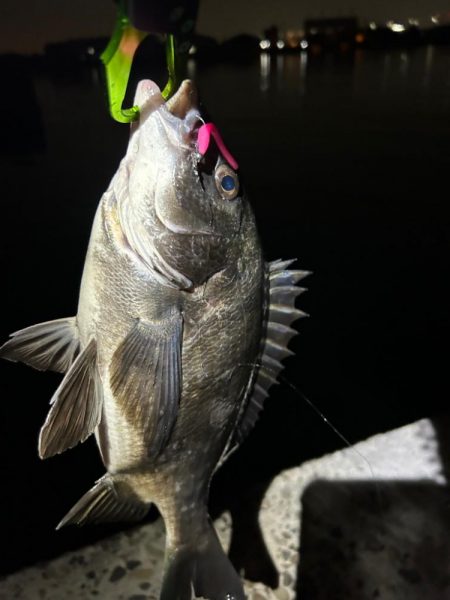 バチ抜け調査便 in 岸和田一文字