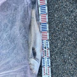 ランカーシーバスをゲット