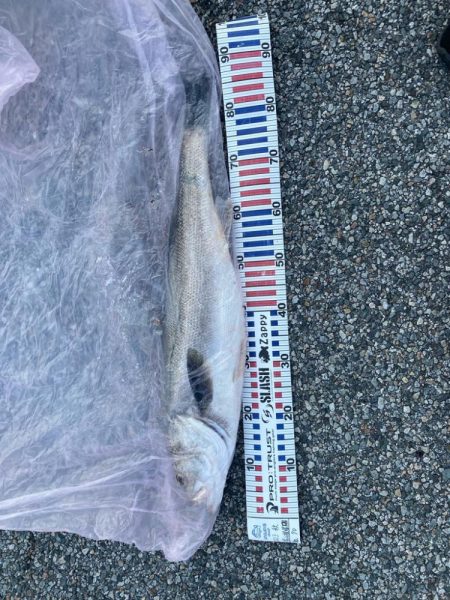 ランカーシーバスをゲット