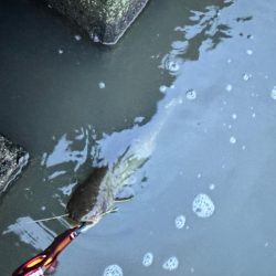 ナマズは裏切らない