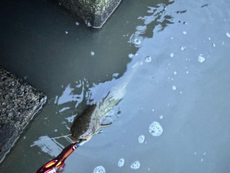 ナマズは裏切らない