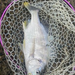 チニングでツ抜け！