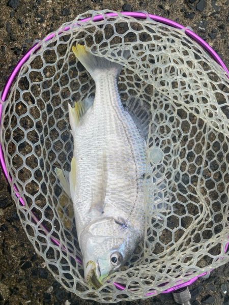 チニングでツ抜け！