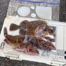 久々のライトゲーム