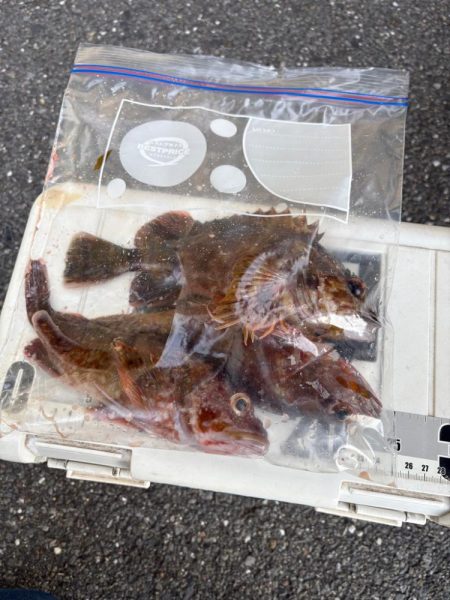 久々のライトゲーム