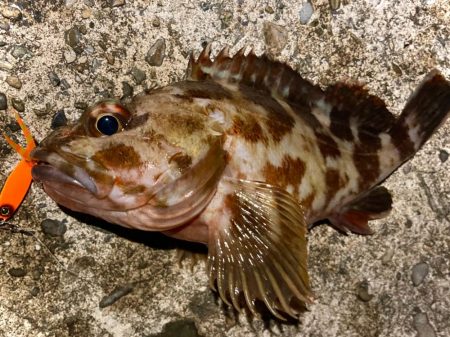 豆クネクネでテクトロメバルにゃ！