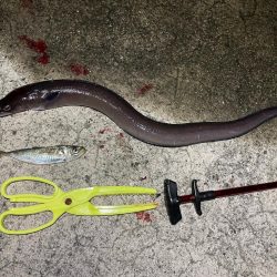 青物とアオリイカ狙いのウキ釣り