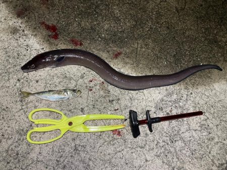 青物とアオリイカ狙いのウキ釣り