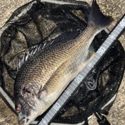 ヘチってきました