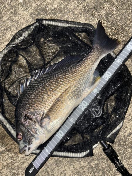 ヘチってきました