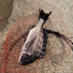 磯マダイカゴ釣り