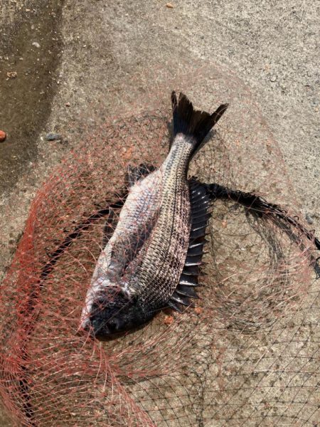 磯マダイカゴ釣り