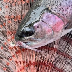 サーモン/脈釣り