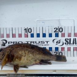 久しぶりのシーバスとキジハタ