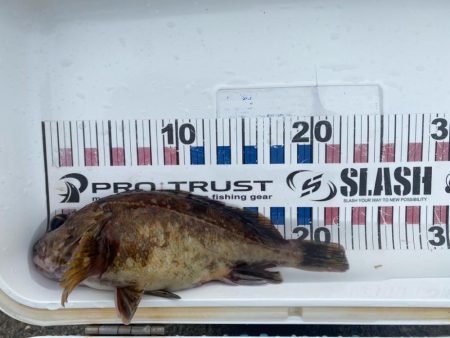 久しぶりのシーバスとキジハタ