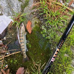 桜前線到達前、降雨前線通過