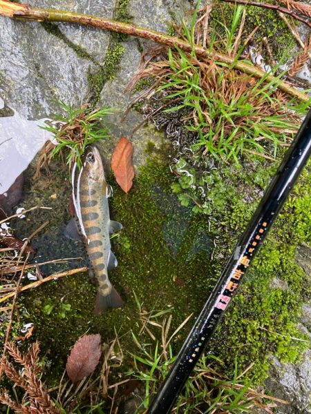桜前線到達前、降雨前線通過