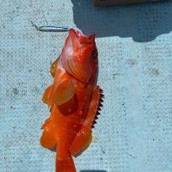 伝馬で沖にでました