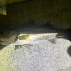 良い流れから出た2本