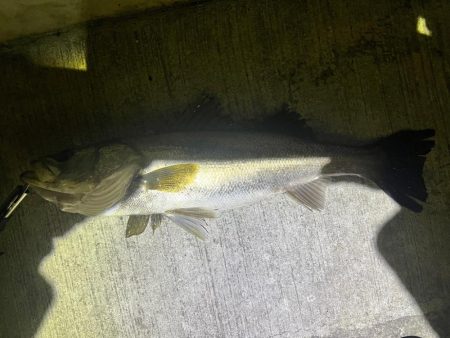 良い流れから出た2本