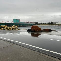 魚津港フカセ 強風で退散