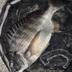 ヘチってきました