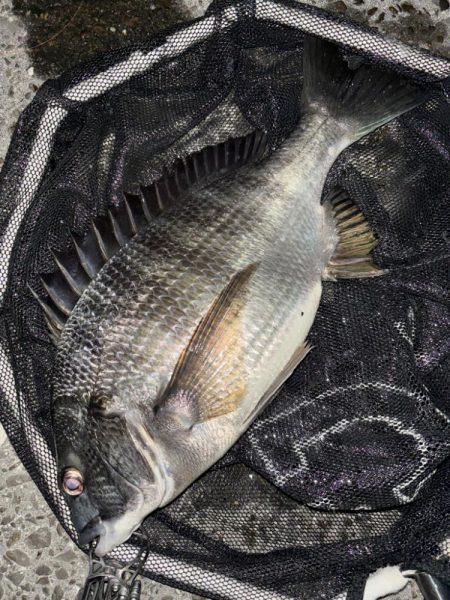 ヘチってきました