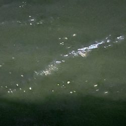 おるのはおるけど〜ポツポツ!