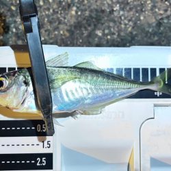 プチ遠征で、やっとアジ来た〜！