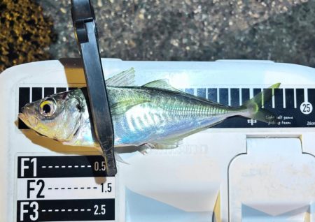 プチ遠征で、やっとアジ来た〜！