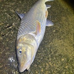 ヤマメandニゴイ