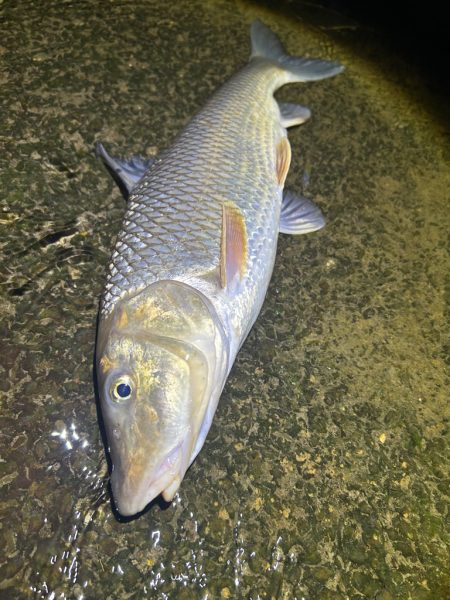 ヤマメandニゴイ