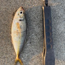 アジ、セイゴ渋いです