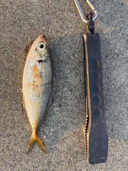 アジ、セイゴ渋いです