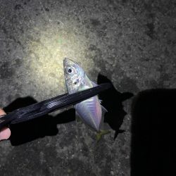 アジのカゴ釣り