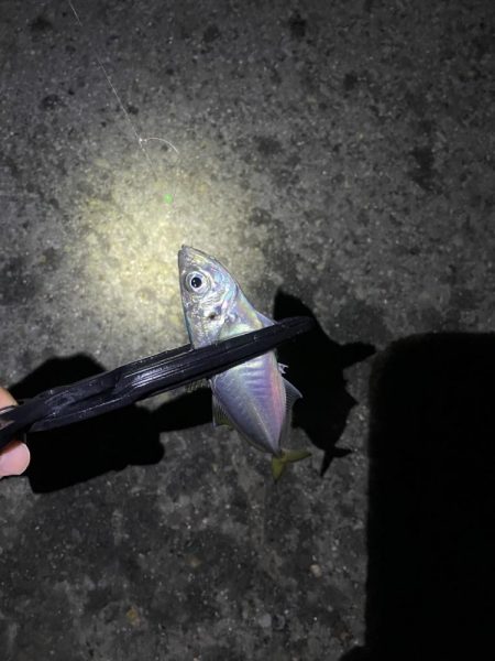 アジのカゴ釣り