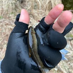 仕事終わりに山桜を求めて