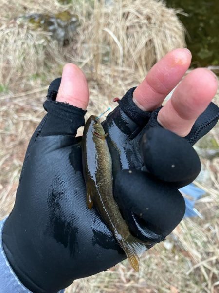 仕事終わりに山桜を求めて