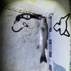 ボートシーバス