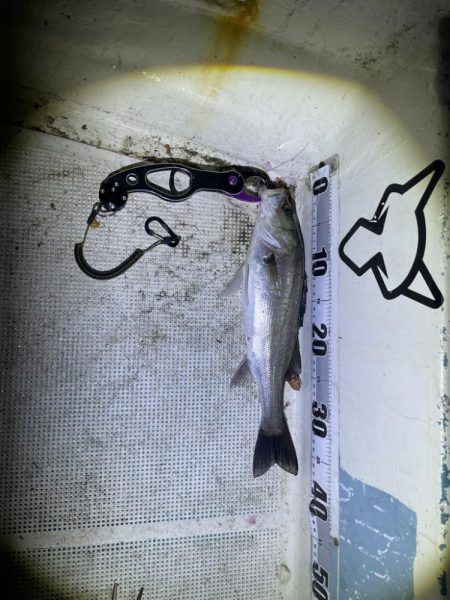 ボートシーバス