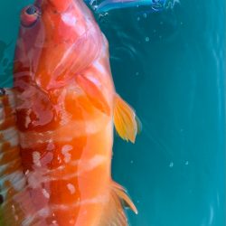 カヤックフィッシング