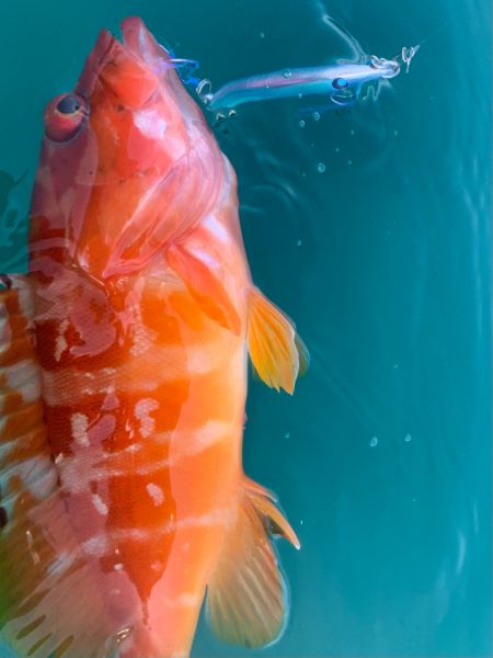 カヤックフィッシング