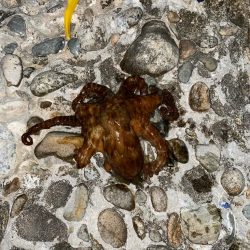 カサゴマンションかタワー