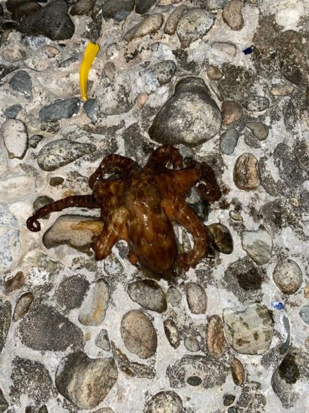 カサゴマンションかタワー