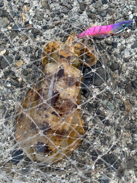 春開幕　絶好エギング